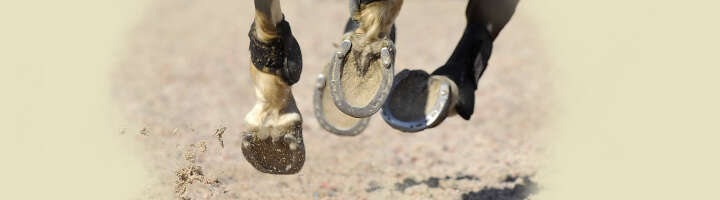 streichkappen kategorieeinstiegsbanner